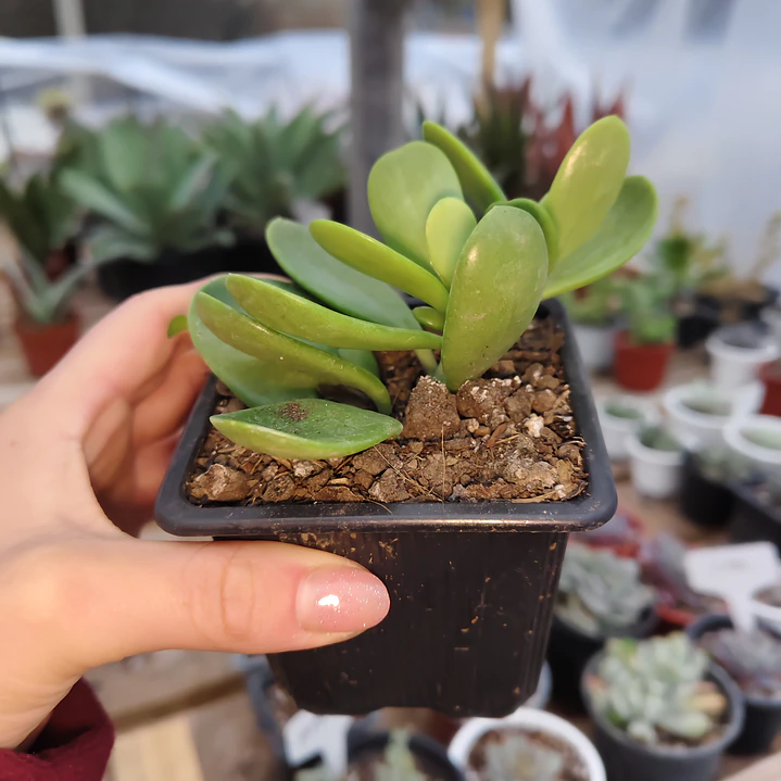 Senecio Jacobsenii 3