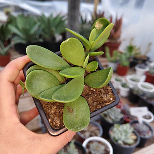 Senecio Jacobsenii