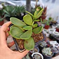 Senecio Jacobsenii - Miniatura 1
