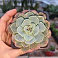 Echeveria Secunda - Miniatura 3
