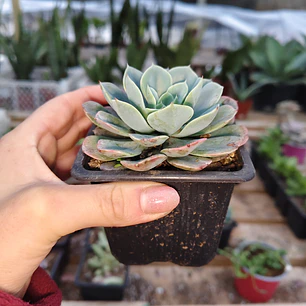 Echeveria Secunda