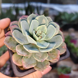 Echeveria Secunda