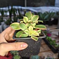 Aeonium Kiwi  - Miniatura 4