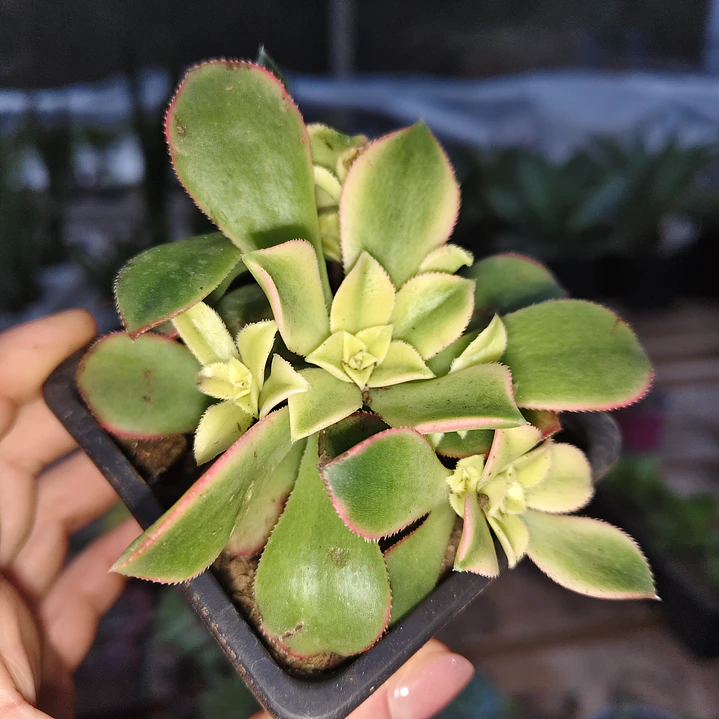 Aeonium Kiwi  3