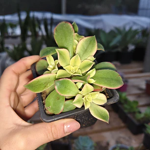 Aeonium Kiwi 