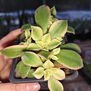 Aeonium Kiwi 