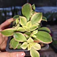 Aeonium Kiwi  - Miniatura 2