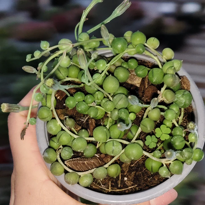 Senecio rowleyanus (collar de perlas) (rosario)  3