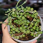 Senecio rowleyanus (collar de perlas) (rosario)  - Miniatura 3