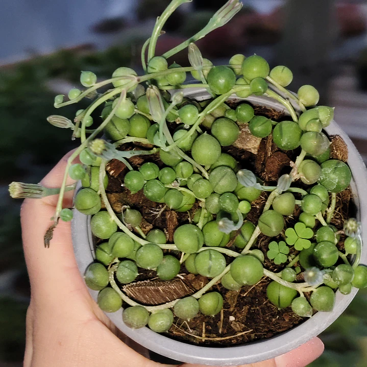 Senecio rowleyanus (collar de perlas) (rosario)  5