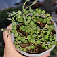 Senecio rowleyanus (collar de perlas) (rosario)  - Miniatura 5