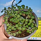 Senecio rowleyanus (collar de perlas) (rosario)  - Miniatura 4