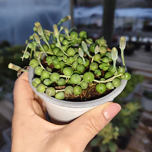 Senecio rowleyanus (collar de perlas) (rosario) 