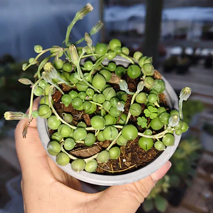 Senecio rowleyanus (collar de perlas) (rosario) 