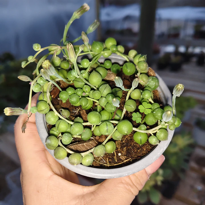 Senecio rowleyanus (collar de perlas) (rosario)  1