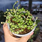 Senecio rowleyanus (collar de perlas) (rosario)  - Miniatura 1