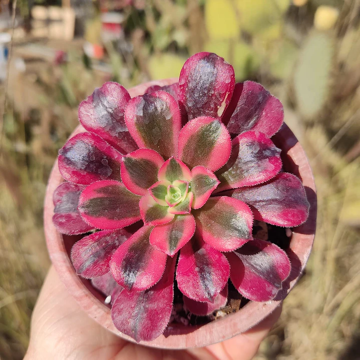 Aeoinum Medusa  1
