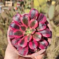 Aeoinum Medusa  - Miniatura 1