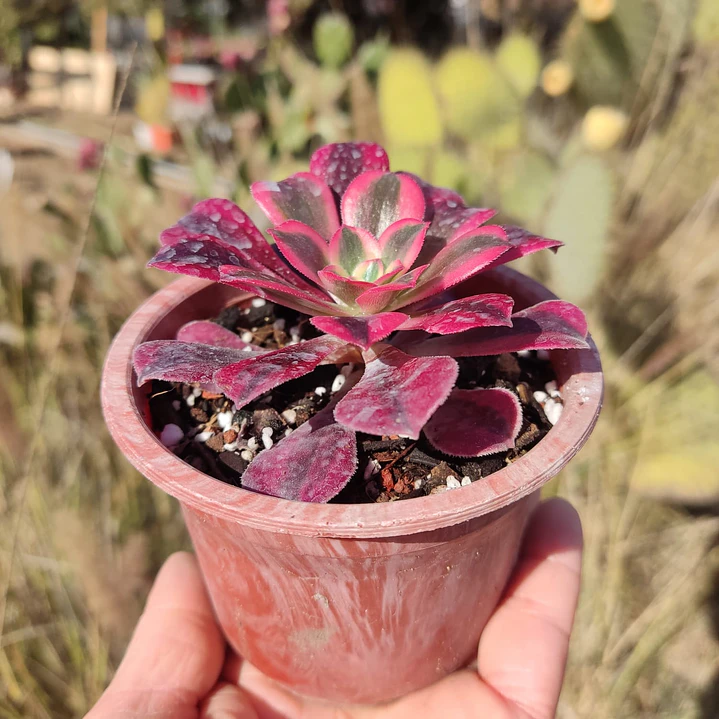 Aeoinum Medusa  2