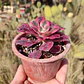 Aeoinum Medusa  - Miniatura 2