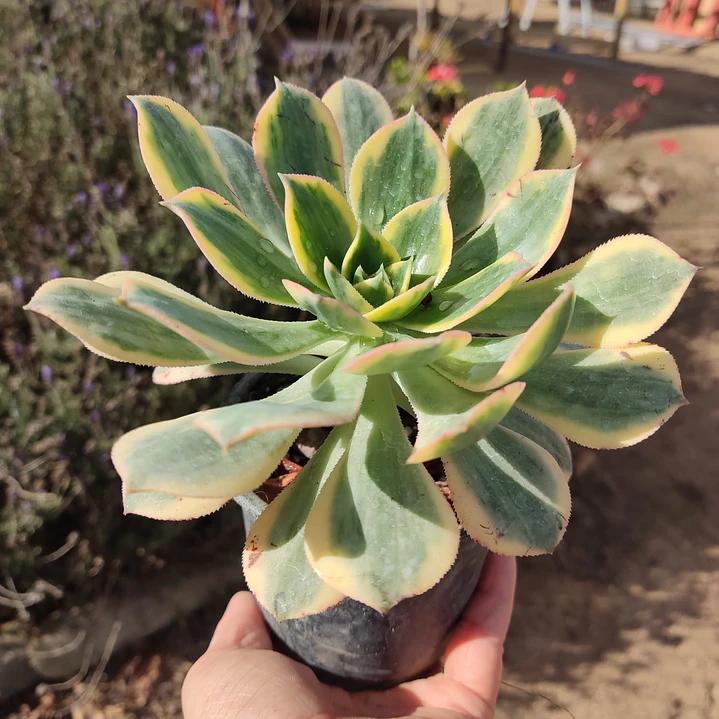 Aeonium Sunburst 2