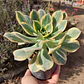 Aeonium Sunburst - Miniatura 2