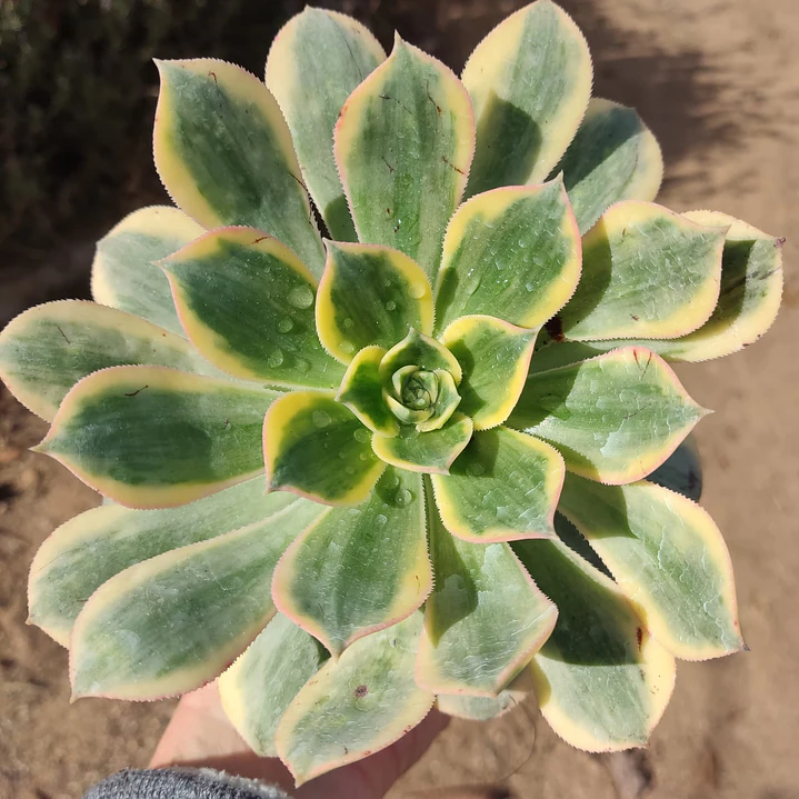Aeonium Sunburst 1