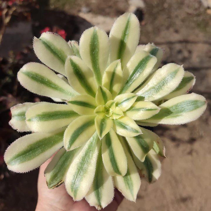 Aeonium arboreum Variegado  1