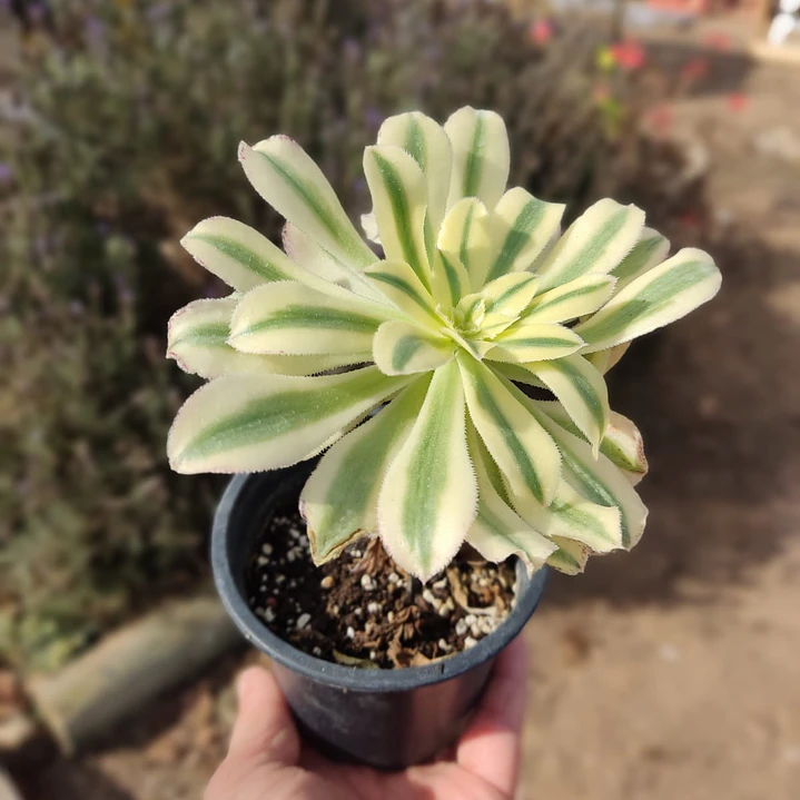 Aeonium arboreum Variegado  2