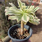 Aeonium arboreum Variegado  - Miniatura 3