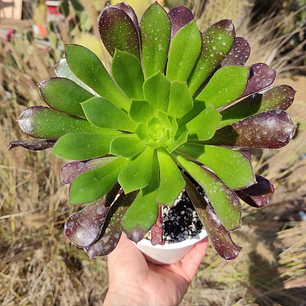 Aeonium Arboreum Atropurpureum