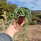 Senecio Peregrinus 