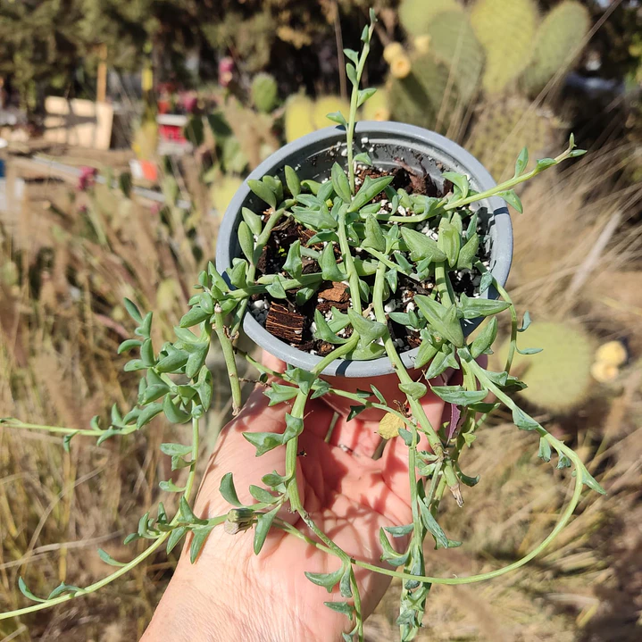 Senecio Peregrinus 