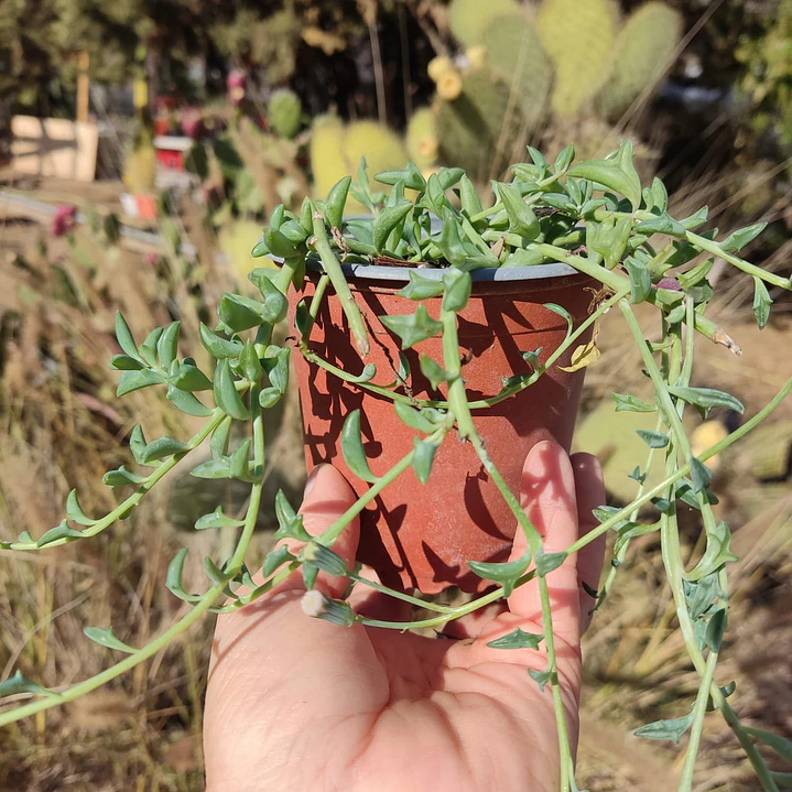 Senecio Peregrinus 