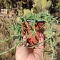 Senecio Peregrinus 