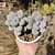 Graptopetalum amethystinum