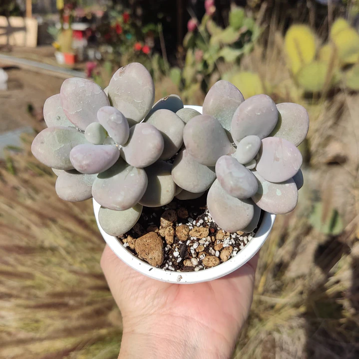 Graptopetalum amethystinum 1