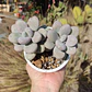 Graptopetalum amethystinum - Miniatura 1