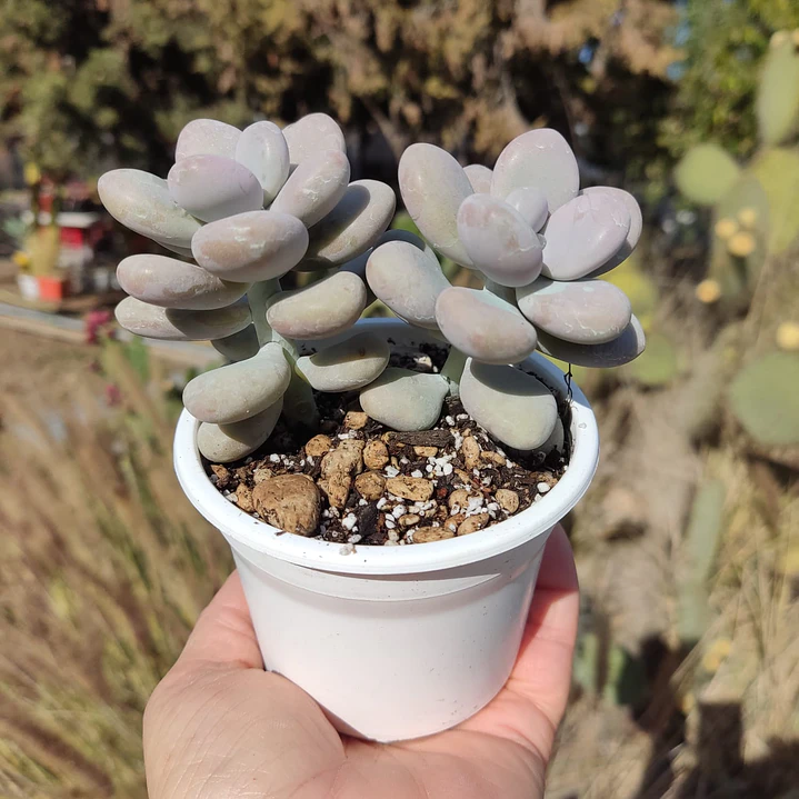 Graptopetalum amethystinum 2