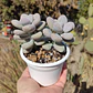 Graptopetalum amethystinum - Miniatura 2