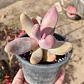 Pachyphytum Ganzhou - Miniatura 2
