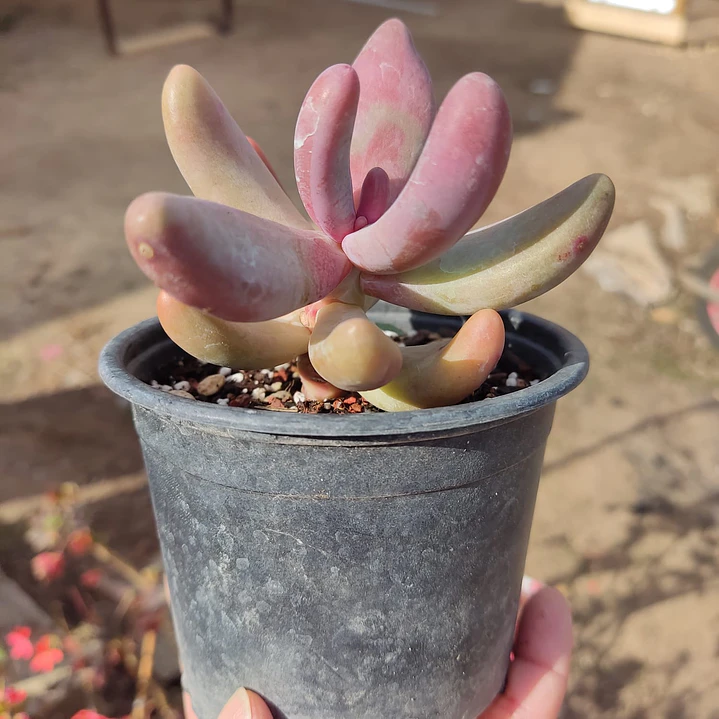 Pachyphytum Ganzhou 1