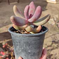 Pachyphytum Ganzhou - Miniatura 1