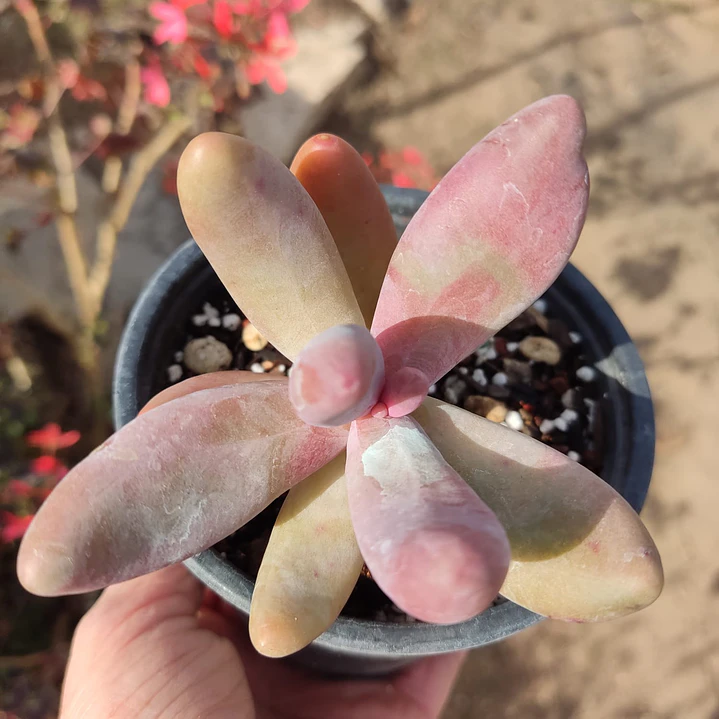 Pachyphytum Ganzhou 3