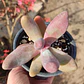 Pachyphytum Ganzhou - Miniatura 3