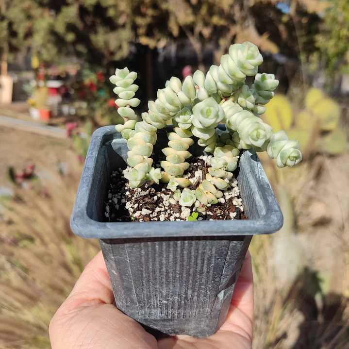 Crassula Baby's Necklace Variegada 1