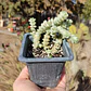 Crassula Baby's Necklace Variegada - Miniatura 1