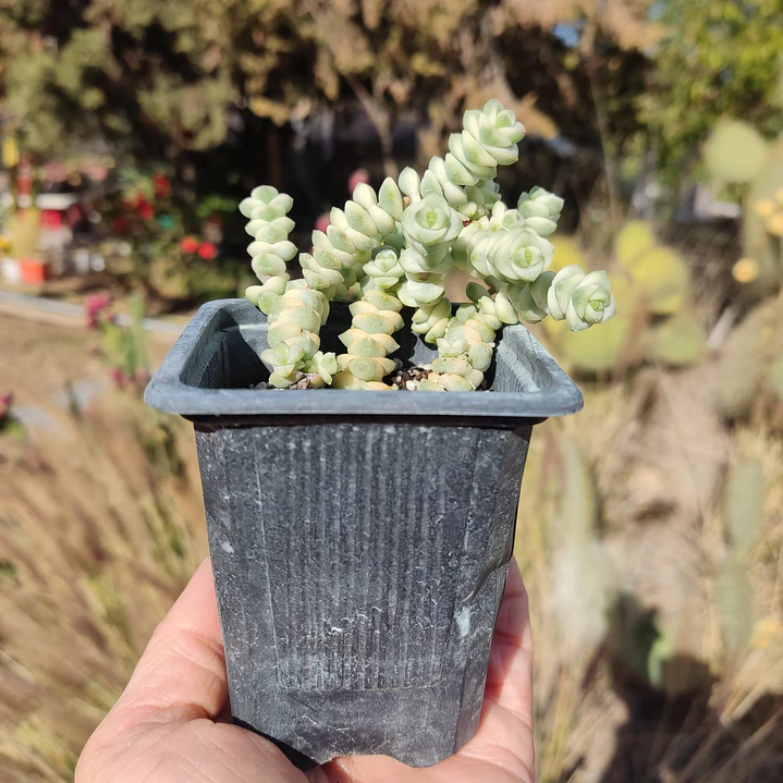 Crassula Baby's Necklace Variegada 2
