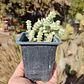 Crassula Baby's Necklace Variegada - Miniatura 2
