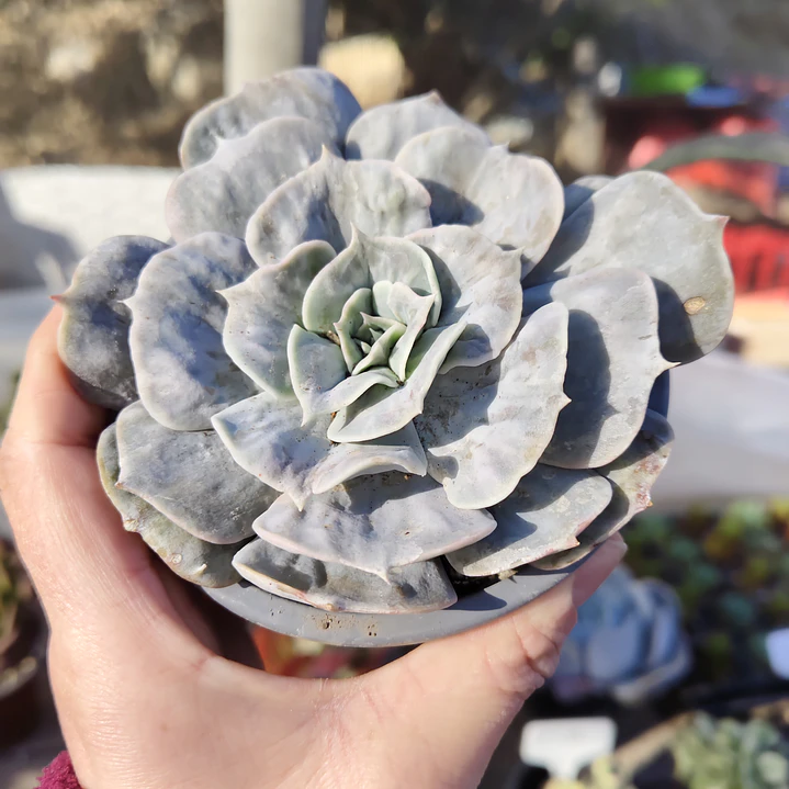 Echeveria Lilacina Marble 4